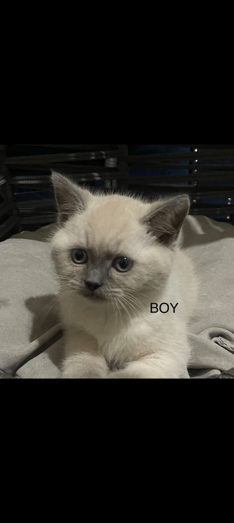 image for 4 kittens for sale