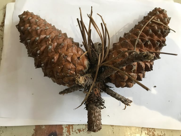Giant Fir Cones