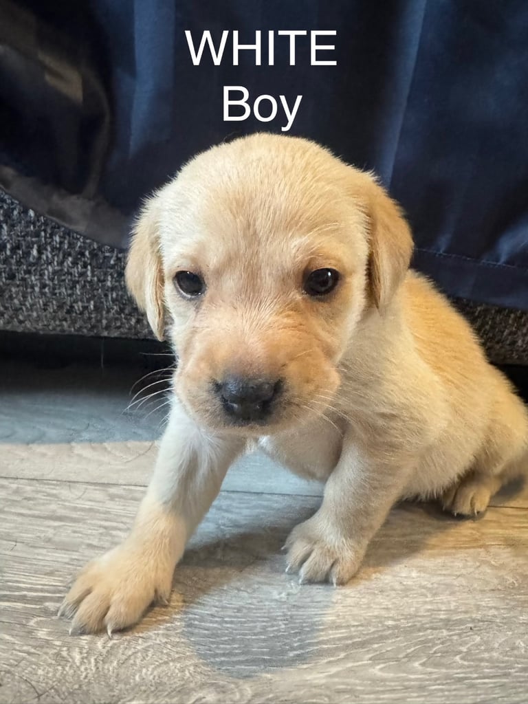 Big Chunky Labrador pups 