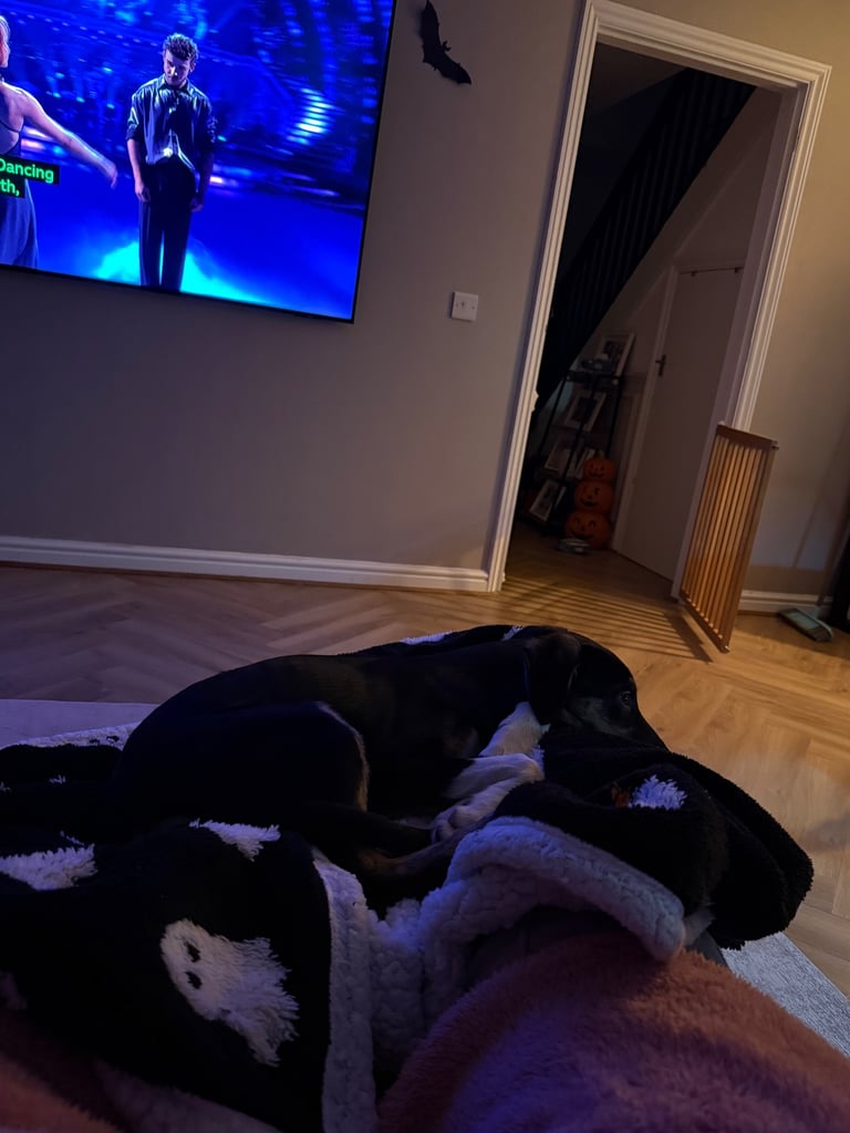 4 month old female collie/lurcher 