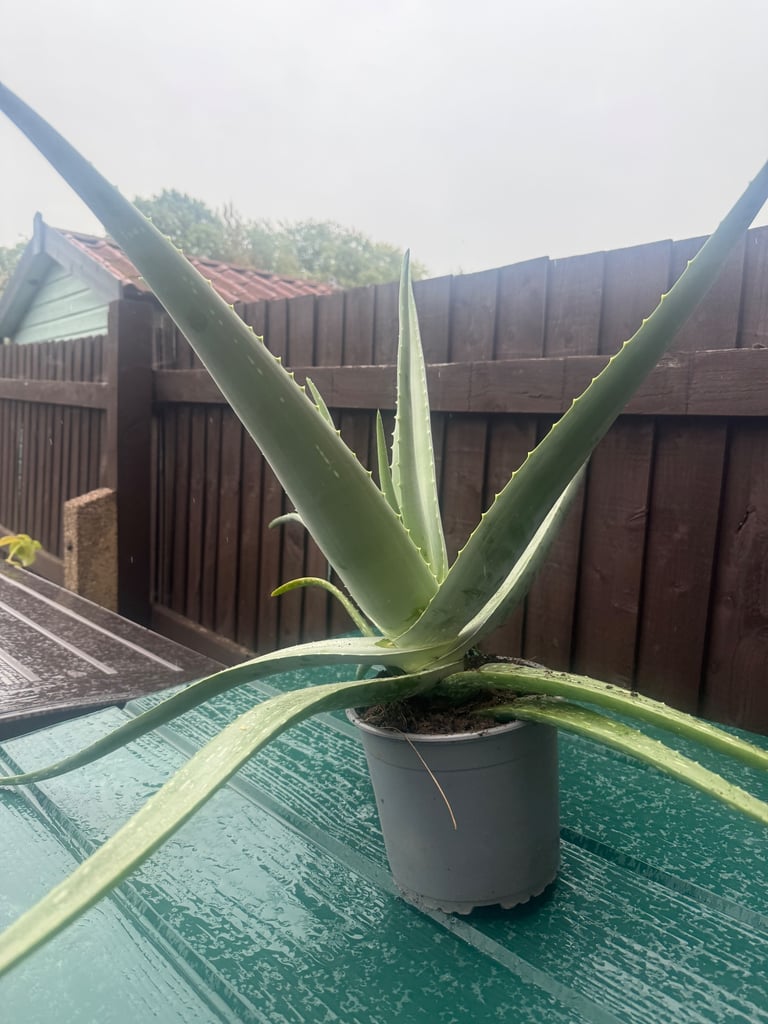 image for Large Aloe Vera Plant