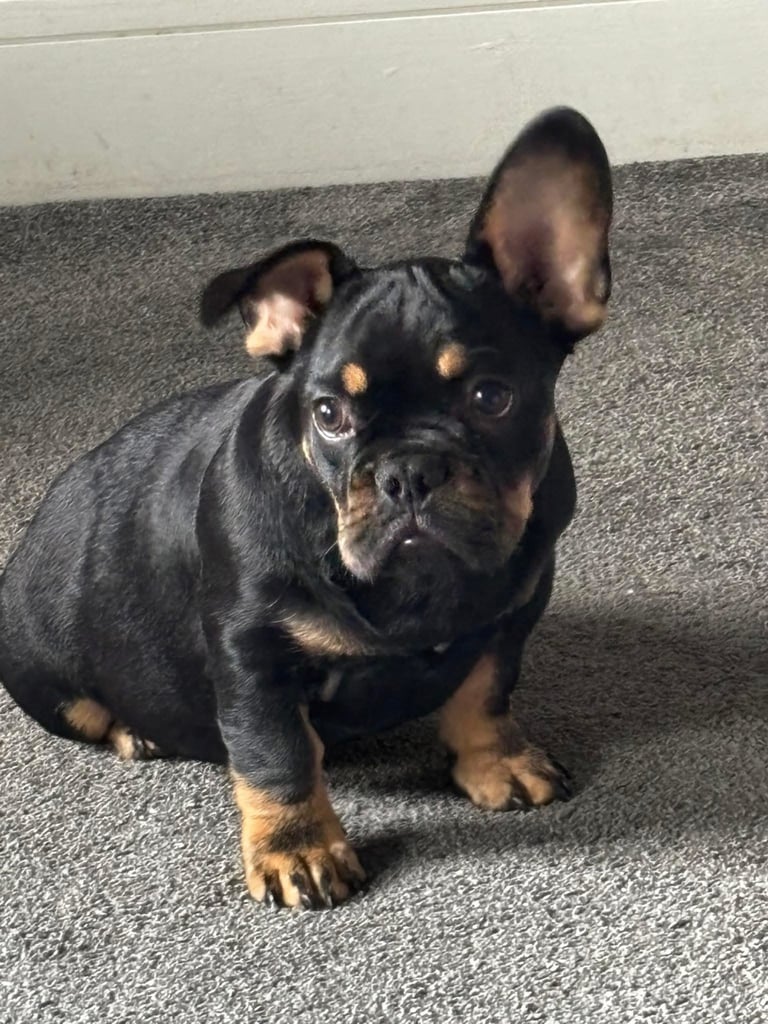 Black tan French bulldog