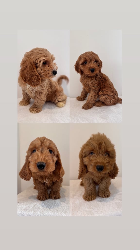 Cockapoo puppies 