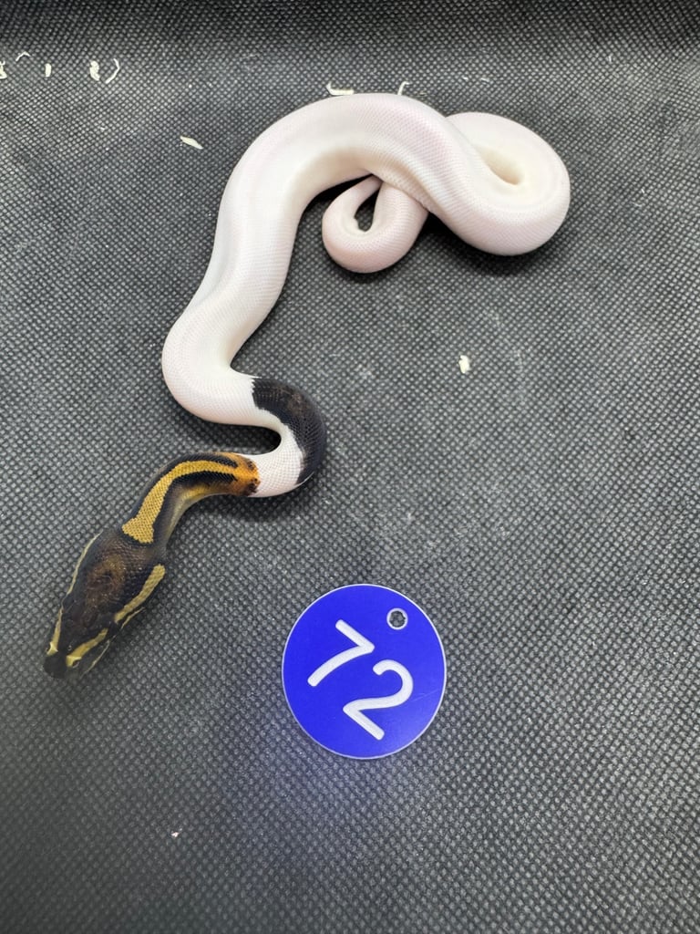 Royal python from £60