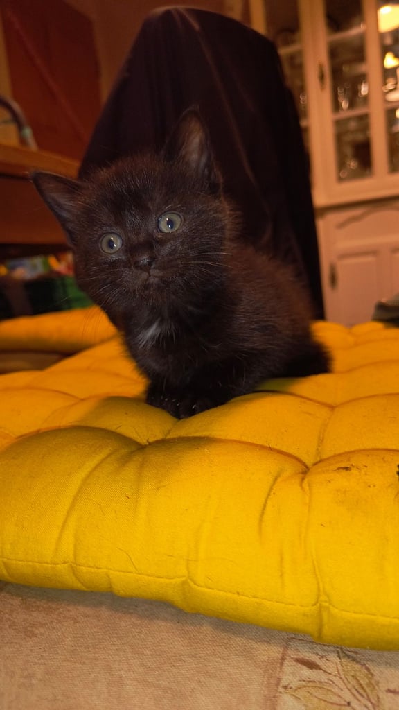 Catss kittens