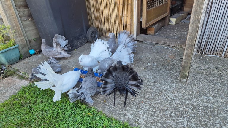 Pigeons 