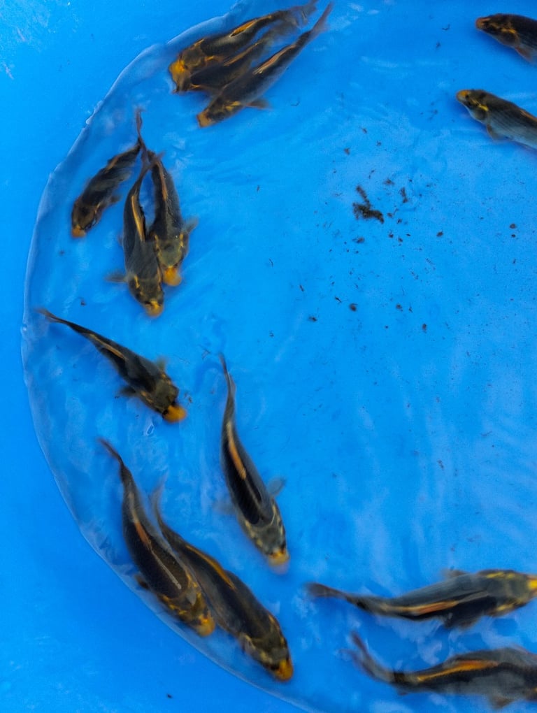 Koi carp