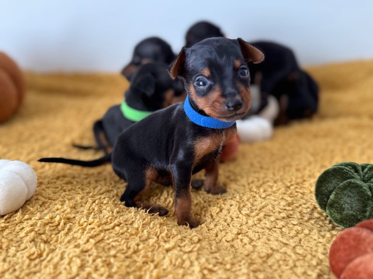 Not KC Reg Miniature Pincher Puppies 