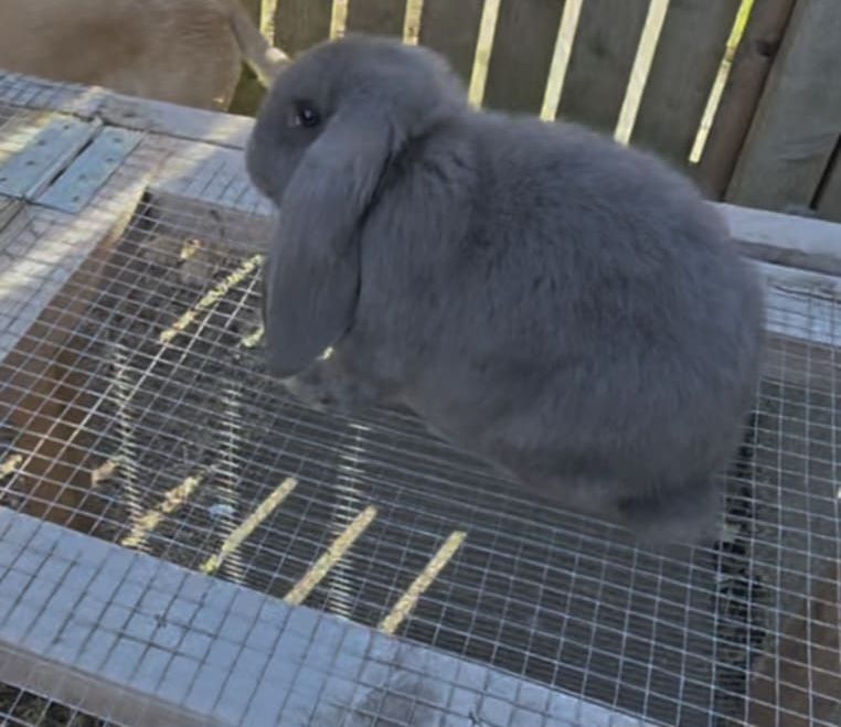 image for French lop buck