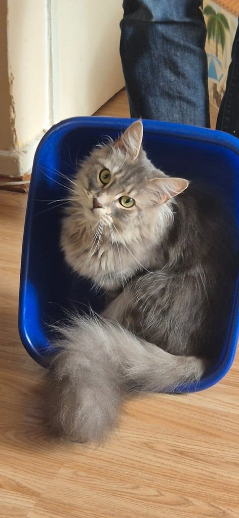 Maine coon kittens 