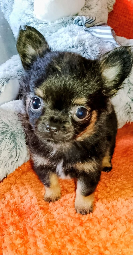 3 sold., 1 reserved, Only 1 left, Pure Bred Chihuahuas 