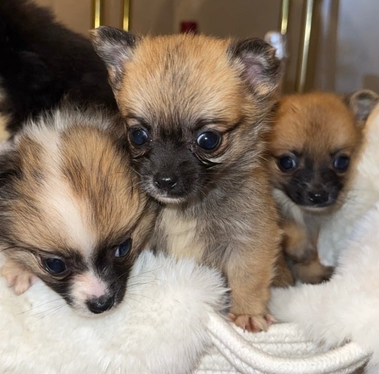 6 beautiful Pom puppies 