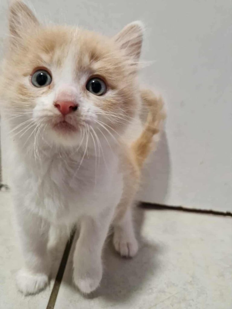 Ragdoll x Calico Kittens