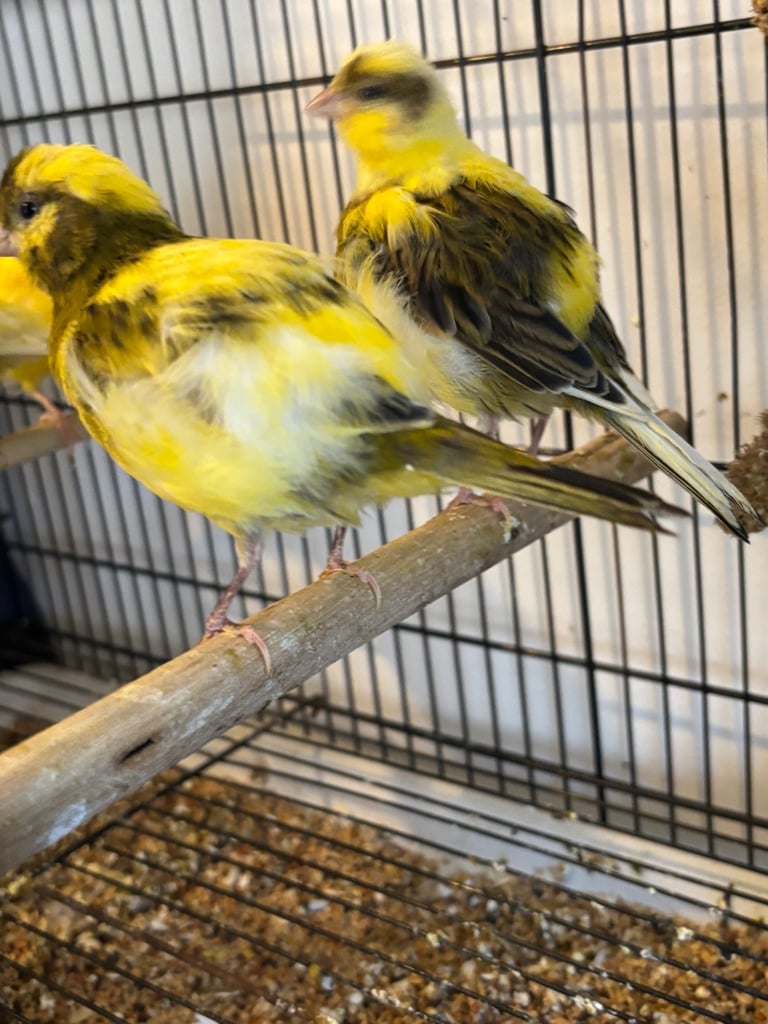 Gorgeous fife and border canaries