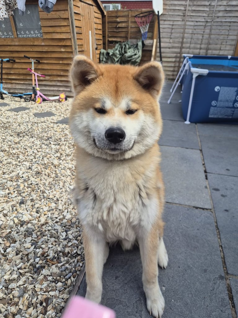 Japanese akita
