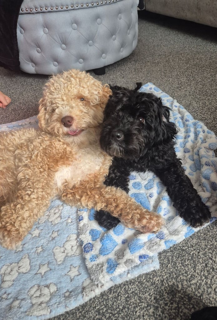 F2 COCKAPOOS FAMILY-REARED PETS