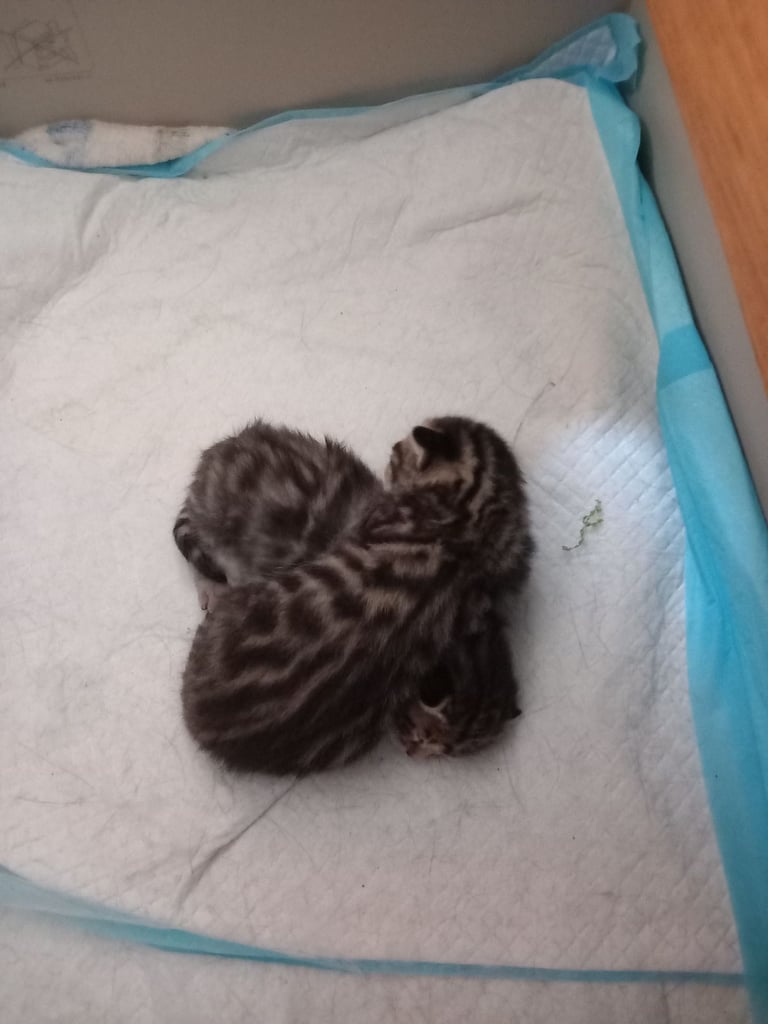 Stunning bengal kittens