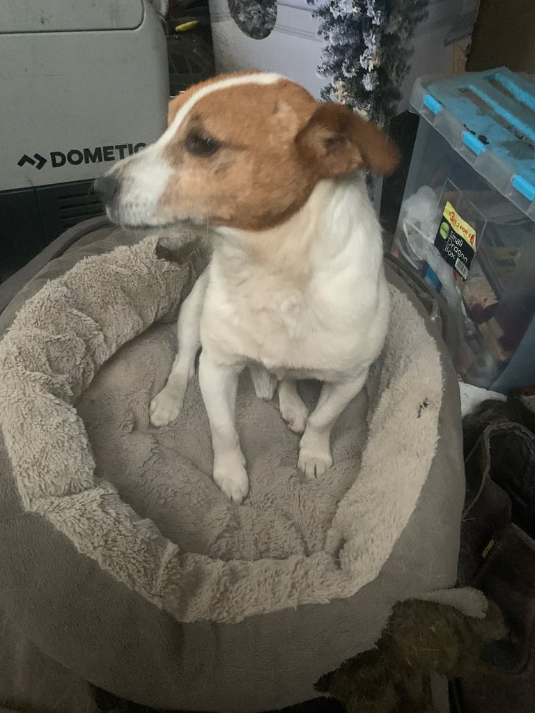 Jack Russell puppies 
