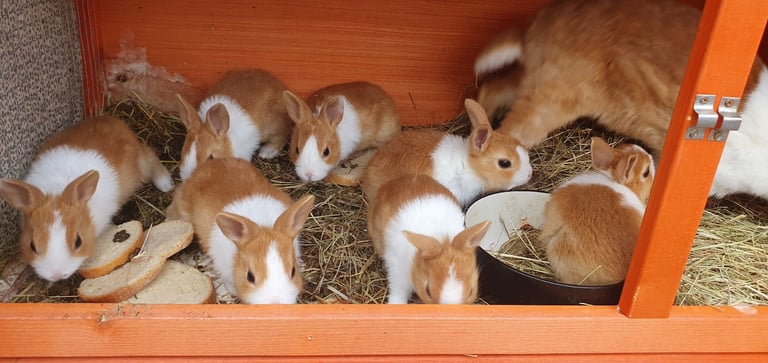 Orange dutch bunnies