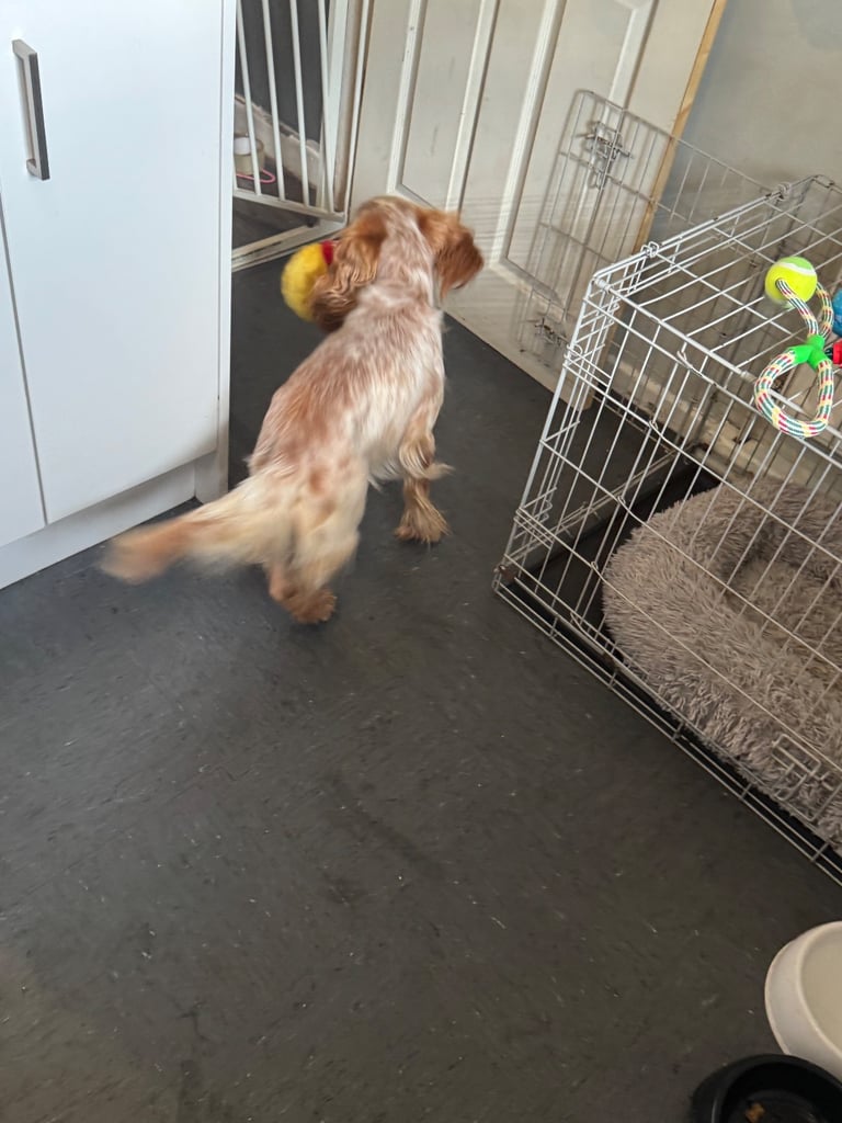 Lemon roan cocker spaniel 