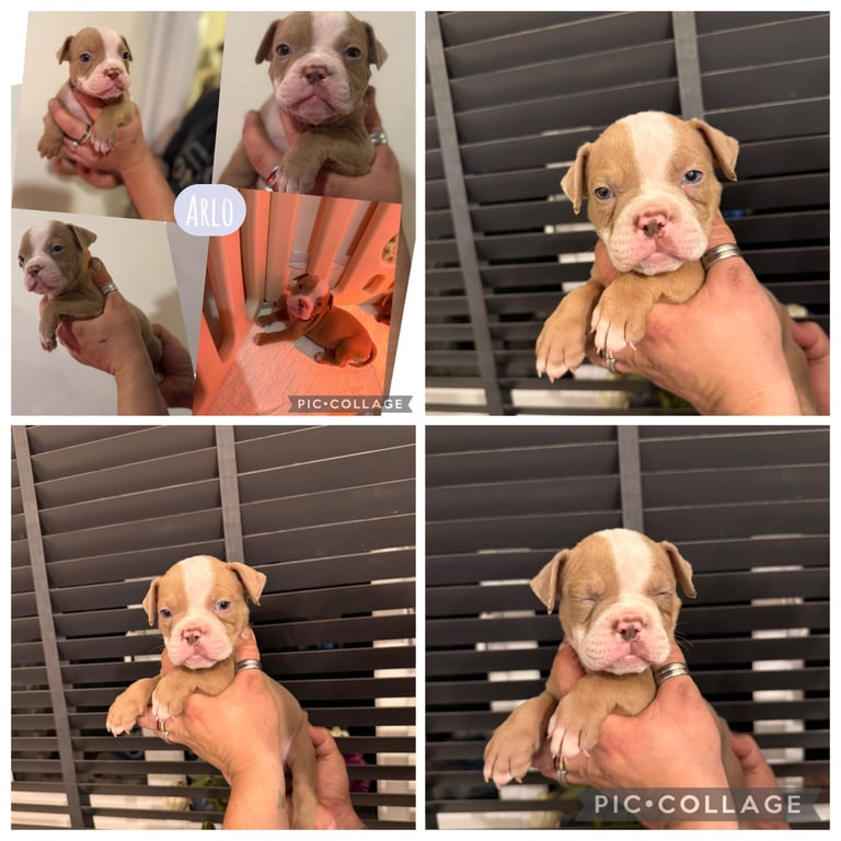 Olde English bulldog puppies