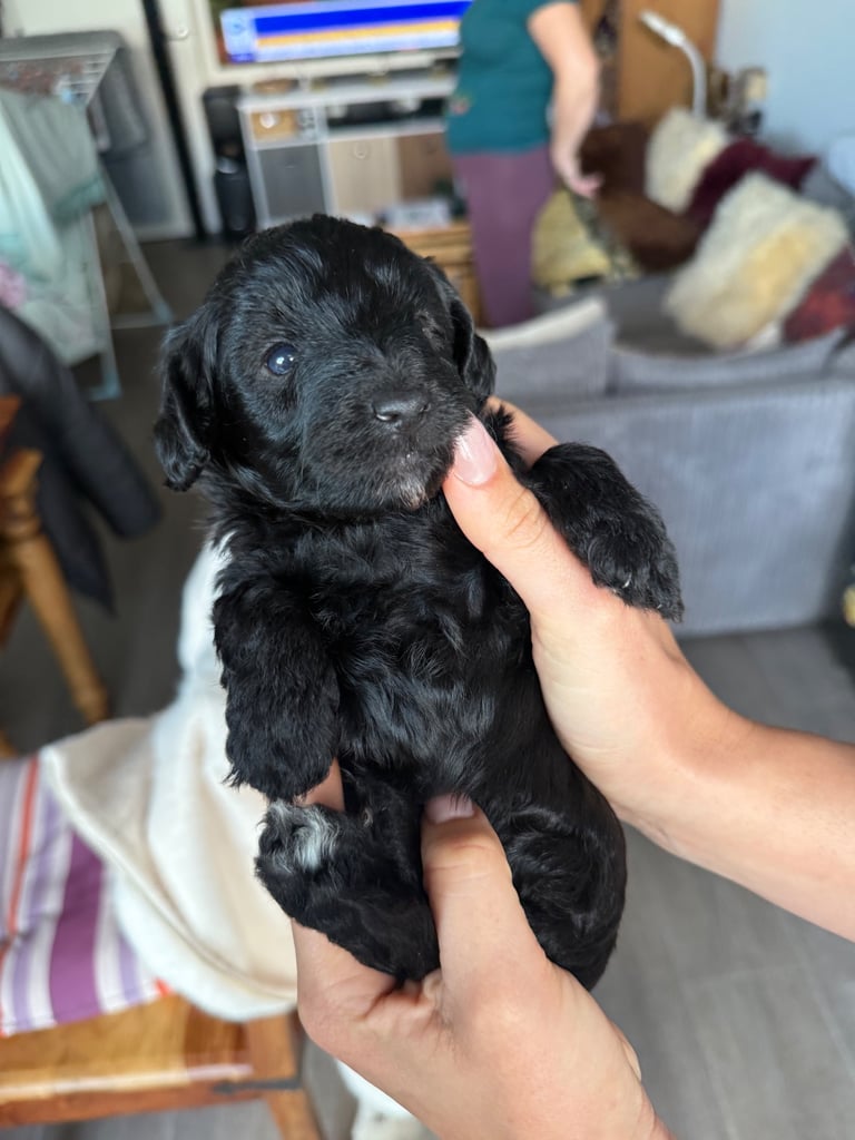 Cavapoo puppies for sale 4 weeks old