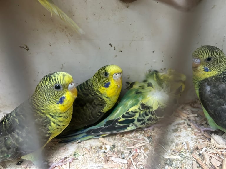 Budgies for sale, splits, all in good health