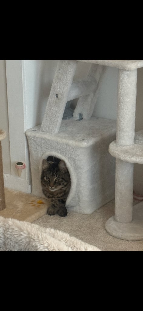 Male & Female cat 
