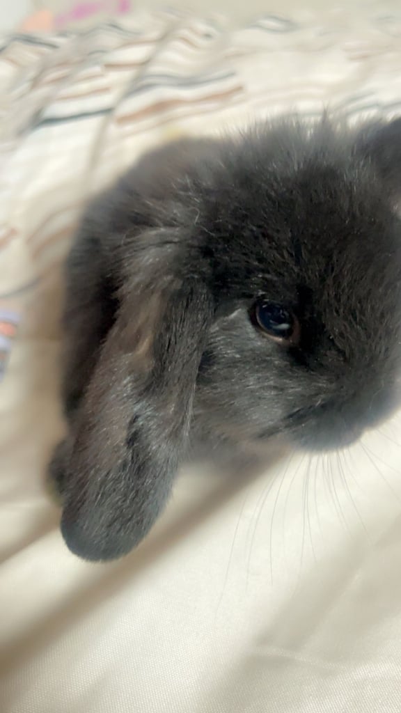 Bunnys ready to leave now 