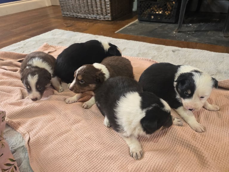 Border collie pups - black and white boy left