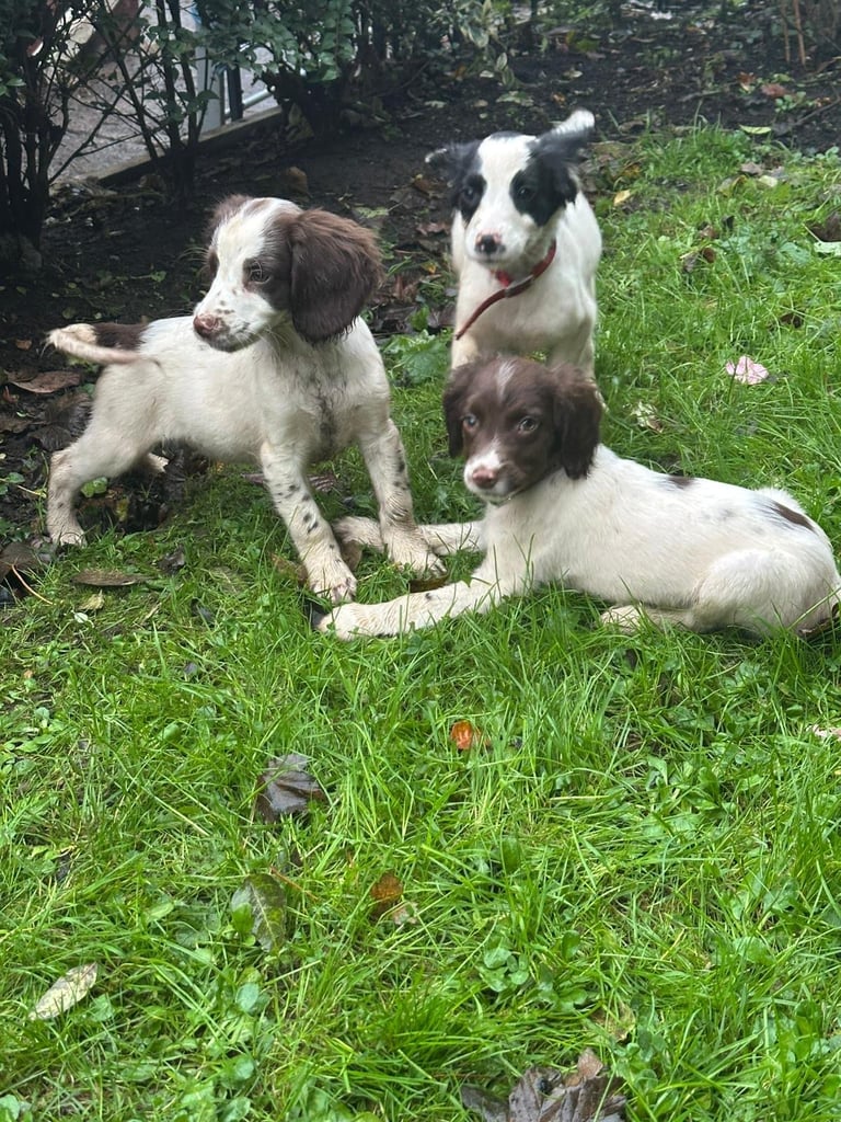 Springer spaniel pups 
