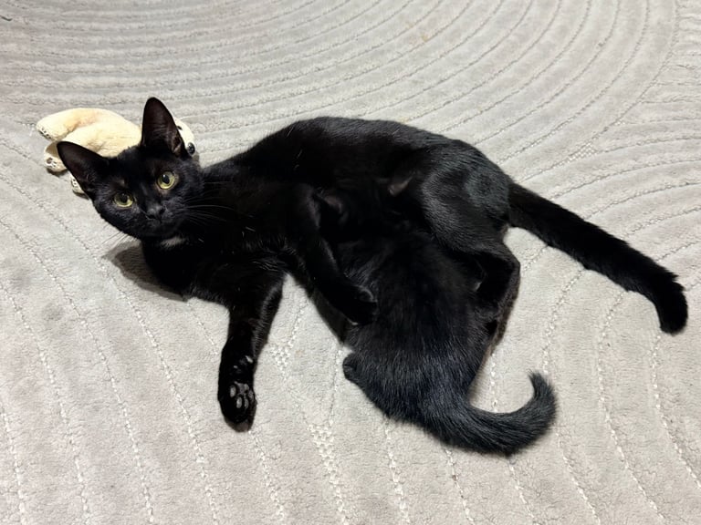 3 Black male Kittens for Sale