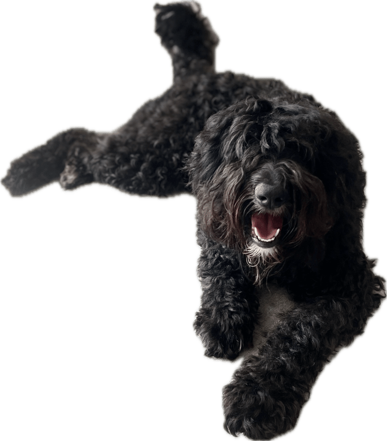 Dogs needing to be rehomed 