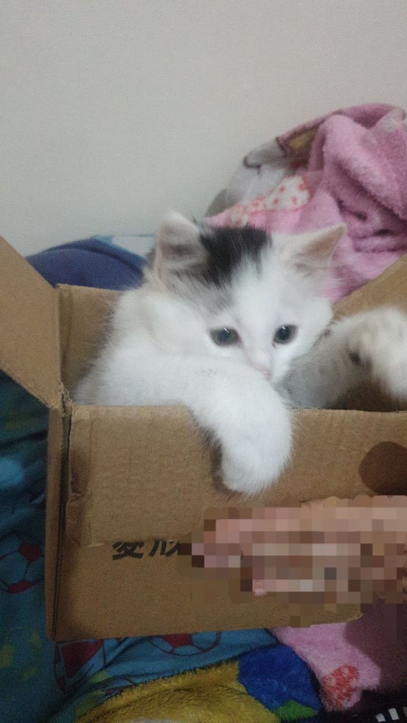 image for 3 months old turkish kitten