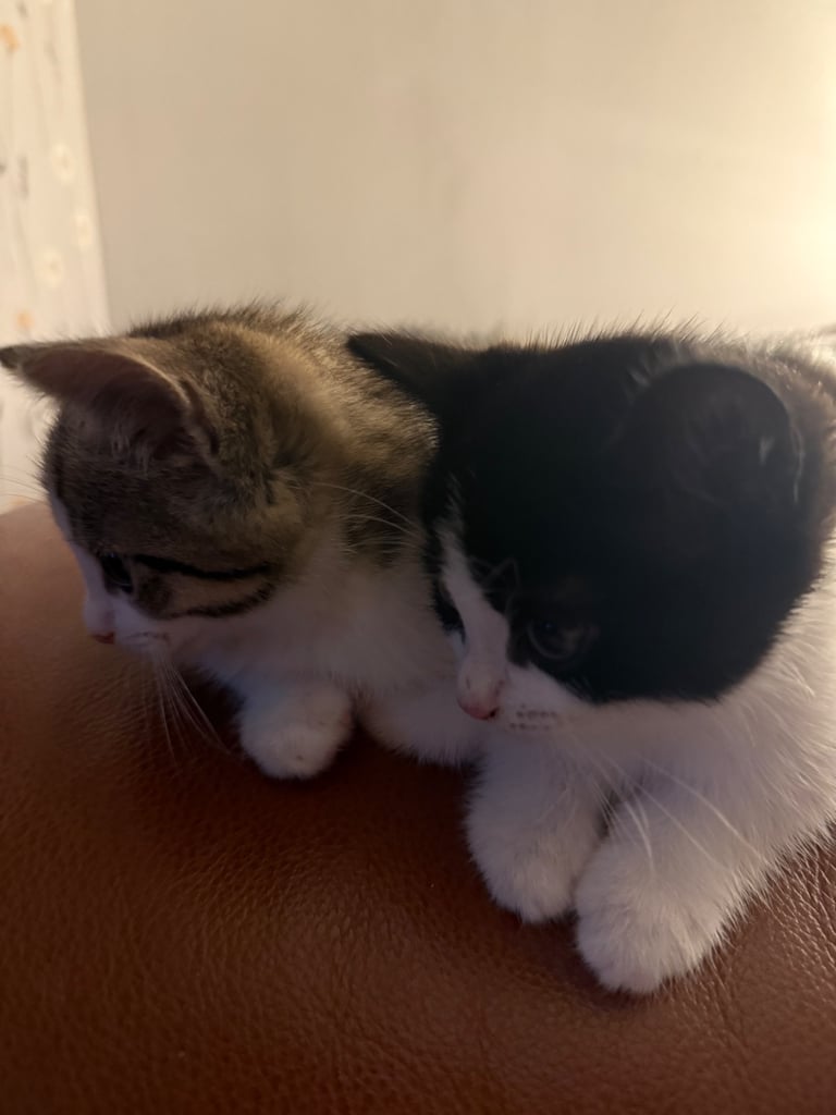 Two male kittens 