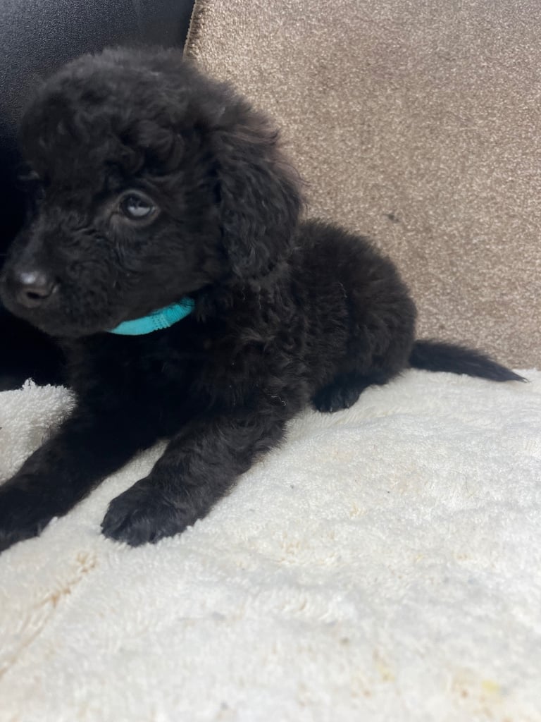 Cockerpoo puppies 