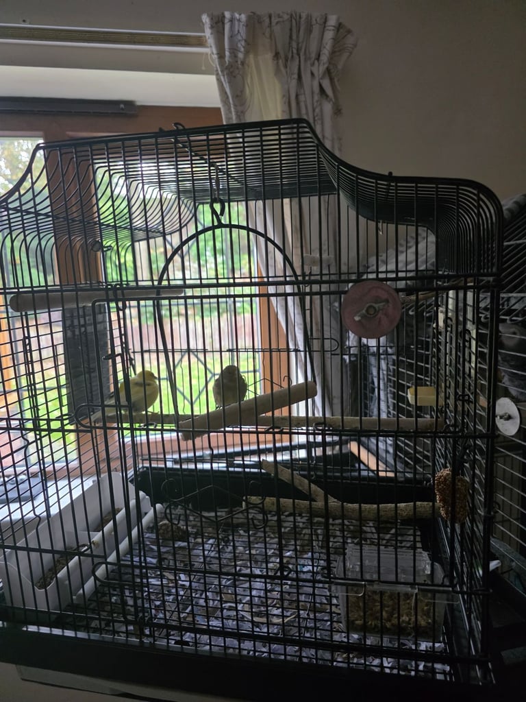 Canaries cage