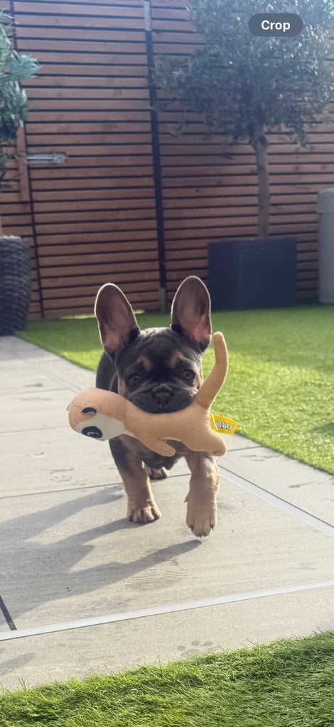 KC reg French bulldog puppy