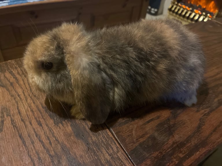 image for Lop Rabbits