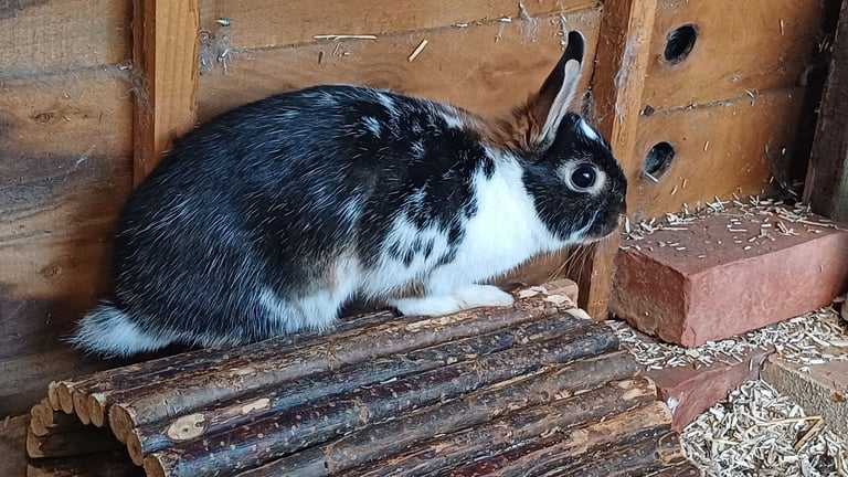 Netherland dwarf spotty doe and buck.