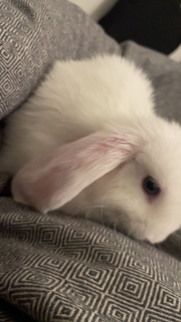 Beautiful white mini lop bunny Boy