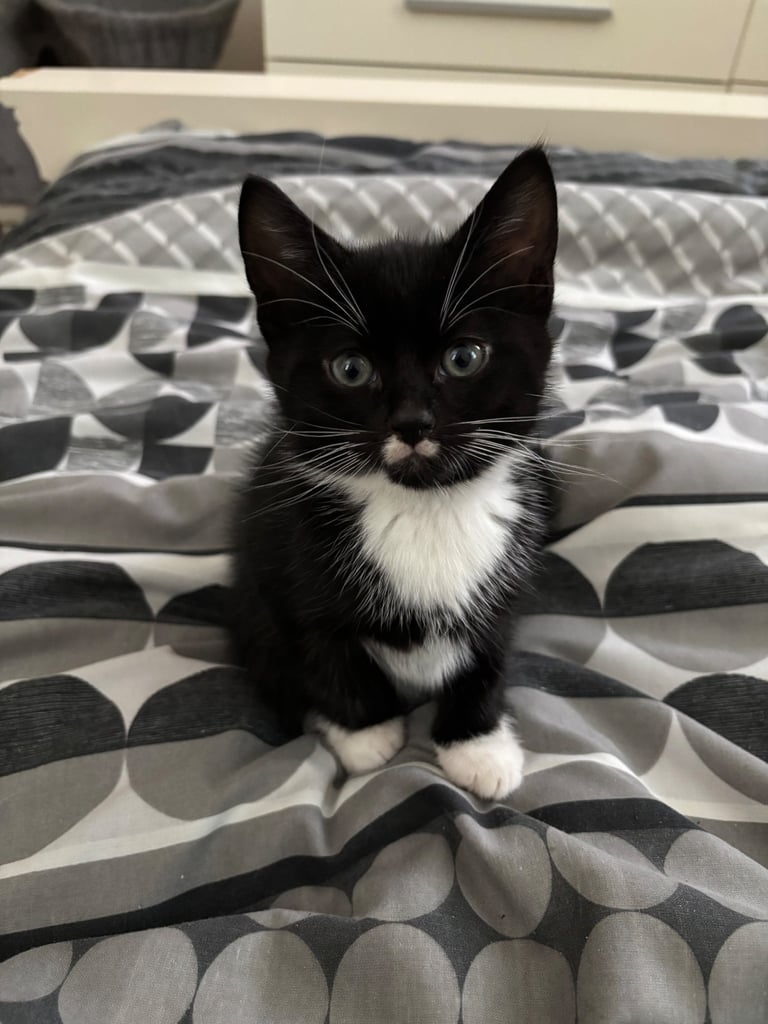 Male Kitten for sale