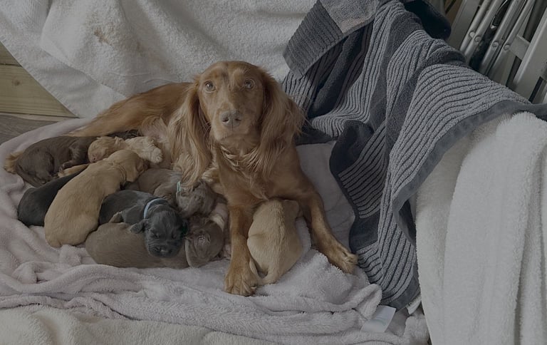 Cocker spaniel puppies for sale