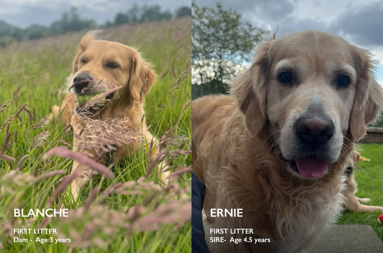 Purebred Golden Retriever Puppies