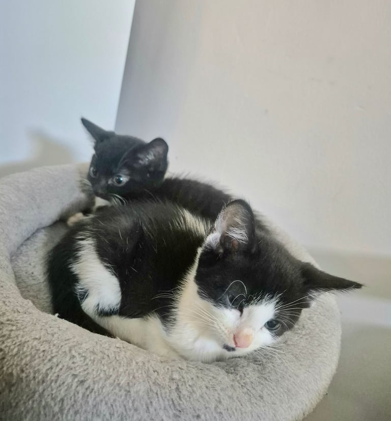 Beautiful Kittens Ready for Forever Home 