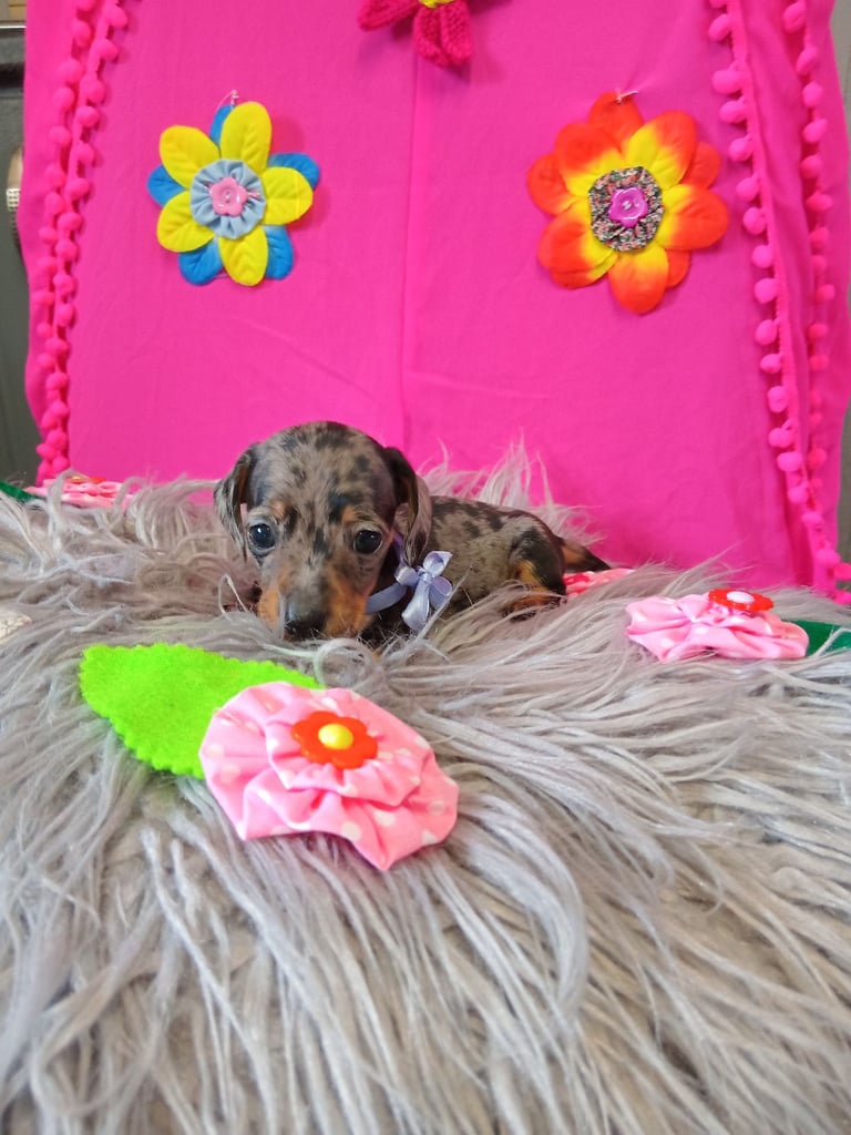 3 miniature duschund 🐶 puppies 