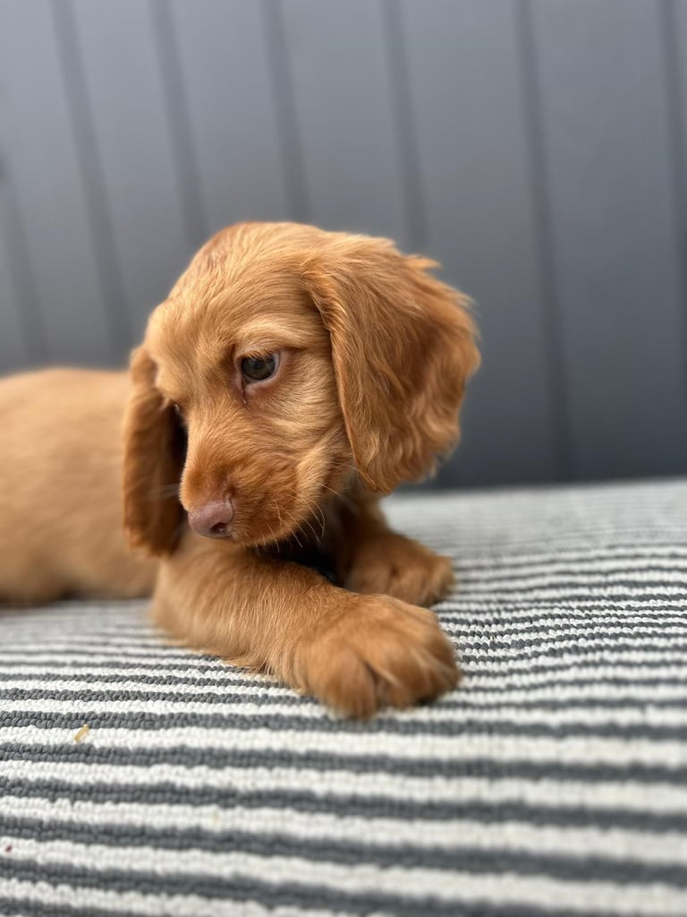 Cockapoo puppies 