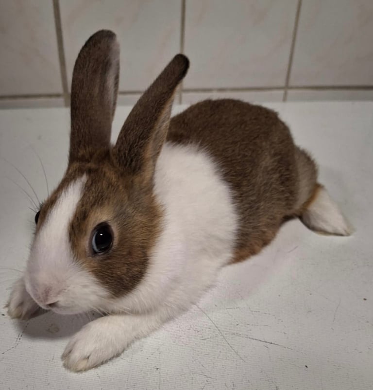 image for Beautiful Dutch rabbits for sale 