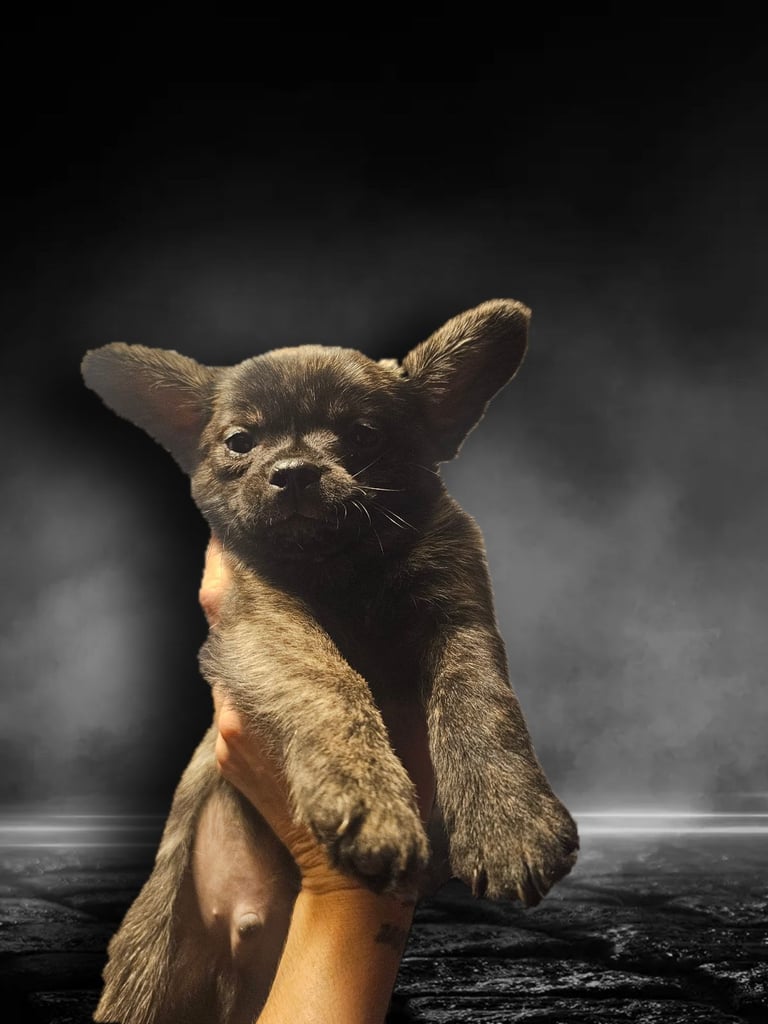 Fluffy Frenchie poms ❤️⭐️