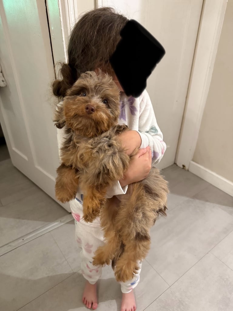 RESERVED 🩷 F1 Female Chocolate Merle Cockapoo Puppy